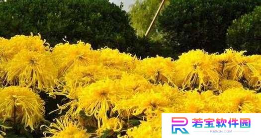 揭开《以黄金甲之谜4星》攻略的奥秘（探索4星攻略，解锁战术玩法，助你成为真正的战略家）